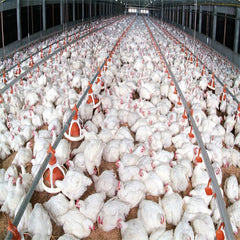 Control shed poultry in Pakistan low cost steel poultry shed 2 floor poultry farm on China WDMA